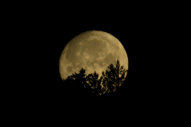 frost moon by anthony francis frost moon by anthony francis