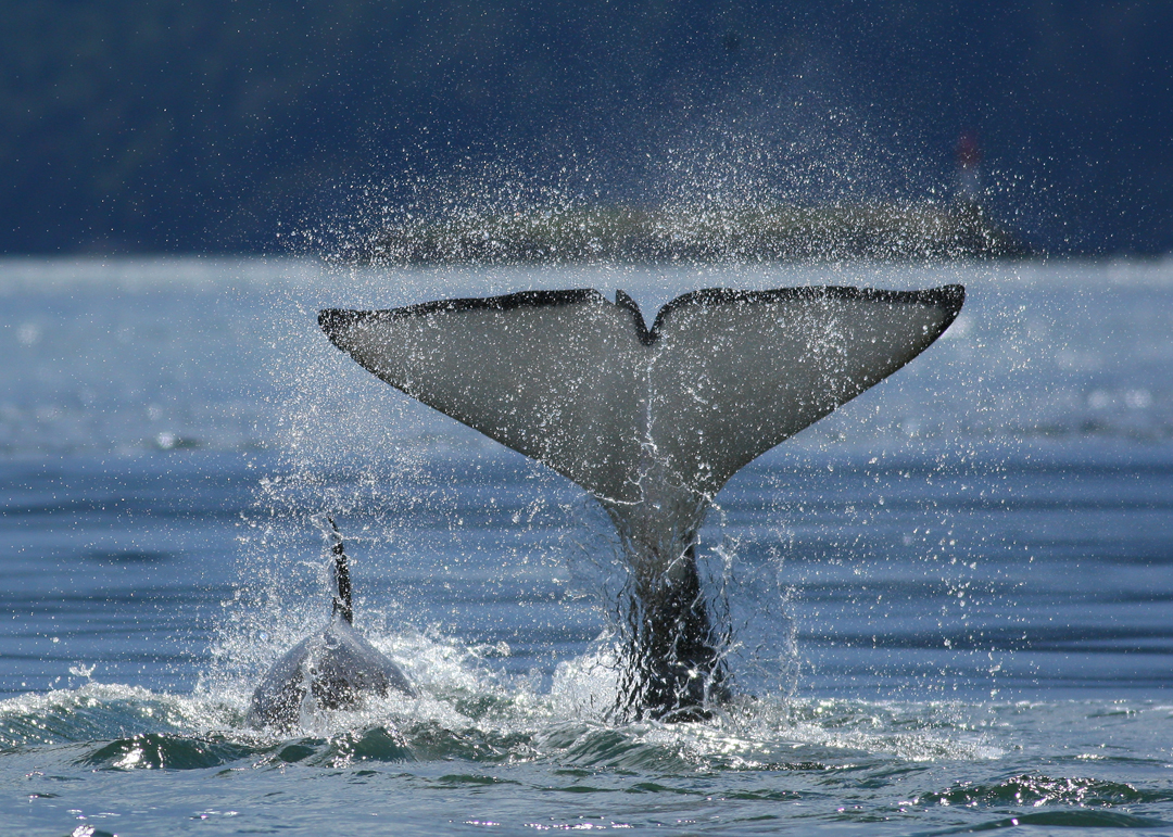 Orca Flukes Mom and Baby to Burial Island