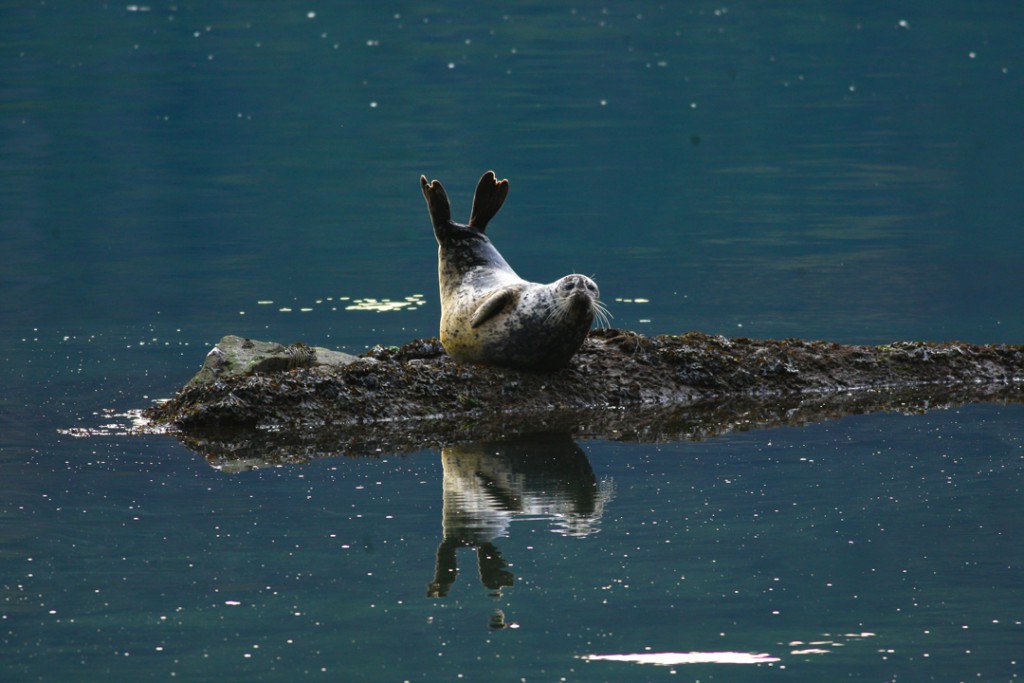 Seal Hello! Pregnant seal on Salt Spring Island, BC.