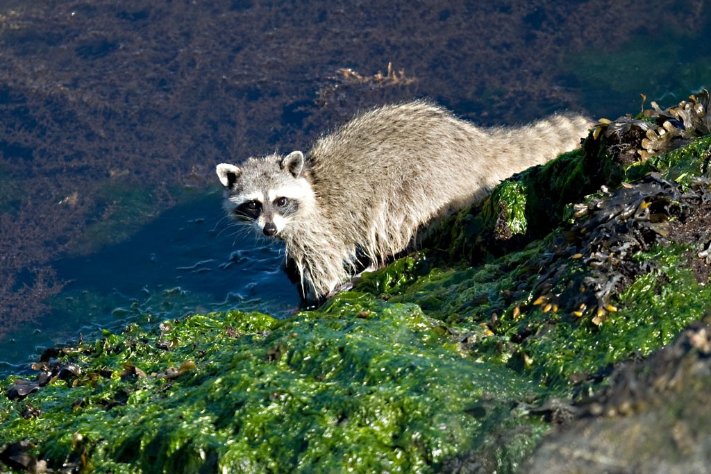 Raccoon_2296_Web