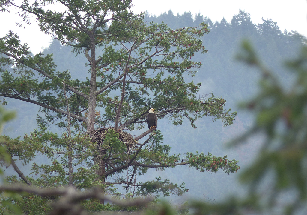 Eagle Nest on Bluff_P1050063