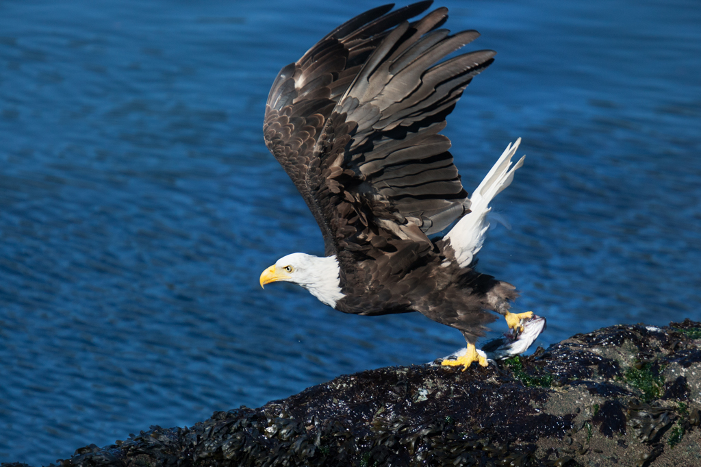 Eagle with Fish_1D3_7391