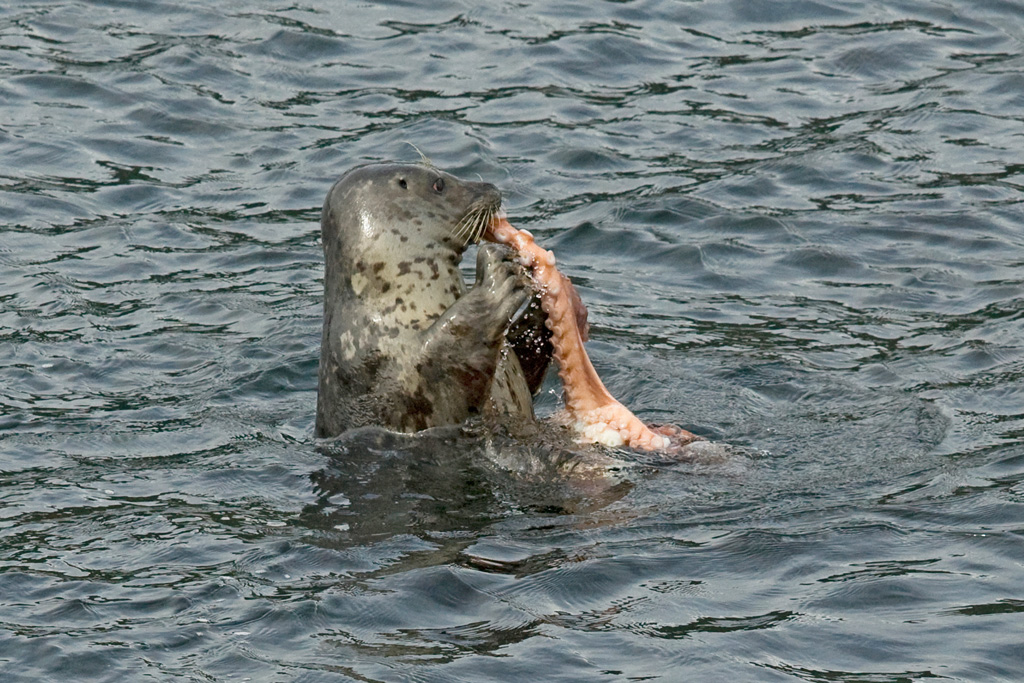 Seal-Eats-Octopus-1D3_3196-w