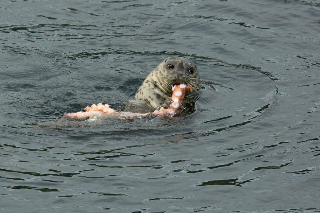 Seal-Eats-Octopus-1D3_3431-w