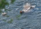Sea-Lion-and-Gull_1D3_6884